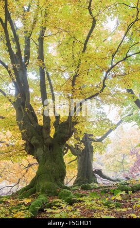 Alte Buche (Fagus SP.) Bäume im Wald, gelbes Herbstlaub, Hutewald, Hessen, Deutschland Stockfoto