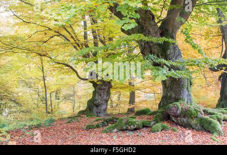 Alte Buche (Fagus SP.) Bäume im Wald, gelbes Herbstlaub, Hutewald, Hessen, Deutschland Stockfoto