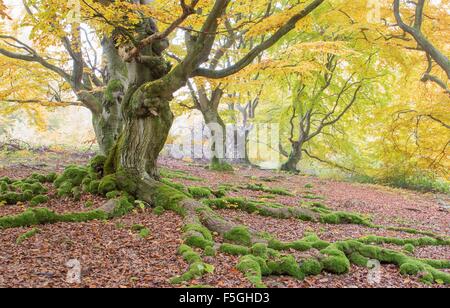 Alte Buche (Fagus SP.) Bäume im Wald, gelbes Herbstlaub, Hutewald, Hessen, Deutschland Stockfoto