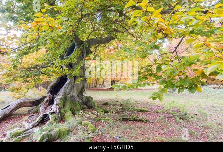 Alte Buche (Fagus SP.) Bäume im Wald, gelbes Herbstlaub, Hutewald, Hessen, Deutschland Stockfoto