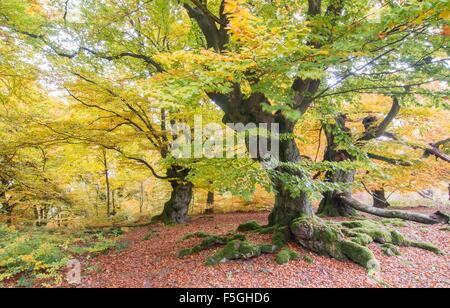 Alte Buche (Fagus SP.) Bäume im Wald, gelbes Herbstlaub, Hutewald, Hessen, Deutschland Stockfoto