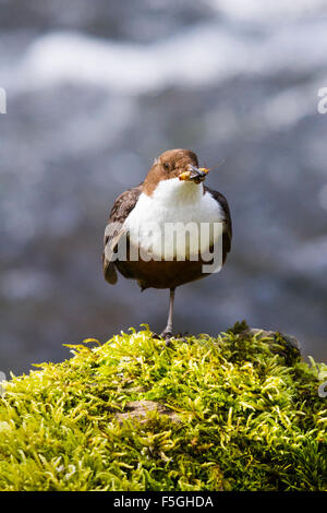 Wasseramseln (Cinclus Cinclus) mit einem Schluck Essen, Fluß Exe, Somerset, England, UK Stockfoto