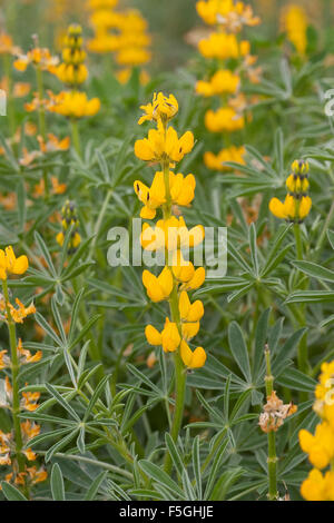 Jährliche gelbe Lupine, Europäische gelbe Lupine, gelbe Lupine, Branchentelefonbuch Lupine, Lupinus Lutea, Lupinus Luteus, Lupin jaune Stockfoto