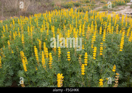 Jährliche gelbe Lupine, Europäische gelbe Lupine, gelbe Lupine, Branchentelefonbuch Lupine, Lupinus Lutea, Lupinus Luteus, Lupin jaune Stockfoto