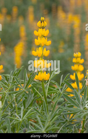 Jährliche gelbe Lupine, Europäische gelbe Lupine, gelbe Lupine, Branchentelefonbuch Lupine, Lupinus Lutea, Lupinus Luteus, Lupin jaune Stockfoto