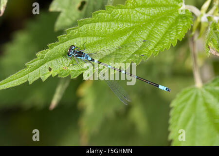 Variable Damselfly, Variable Bluet, Männlich, Fledermaus-Azurjungfer, Fledermausazurjungfer, Männchen, Coenagrion Pulchellum Stockfoto