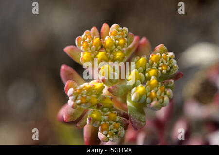 Breitblättrige Mauerpfeffer - Kap Blanco (Sedum spathulifolium), drumbeg Provincial Park, Saint, British Columbia, Kanada Stockfoto