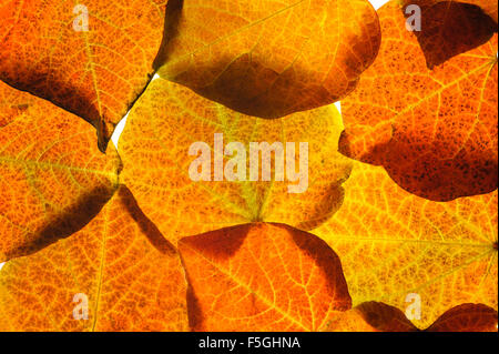 Blätter der Cercis Canadensis Forest Pansy in Herbstfärbung. Stockfoto