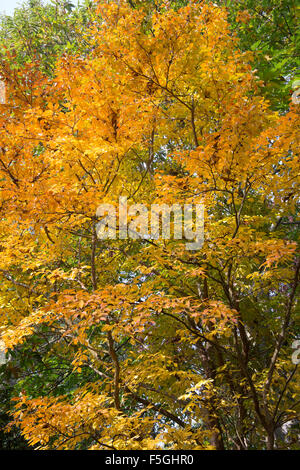 Stewartia Pseudocamellia. Sommergrüne Kamelie Blätter im Herbst. UK Stockfoto