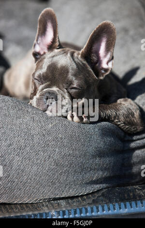 Französische Bulldogge, Welpen, blau, schlafen im Hundebett, Österreich Stockfoto
