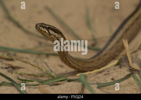 Gemeinsamen großäugigen Schlange (Mimophis Mahfalensis), Isalo Nationalpark, Madagaskar Stockfoto