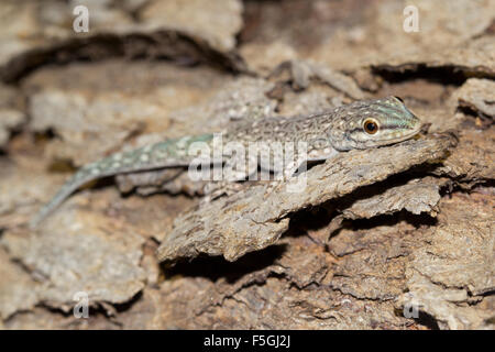 Madagaskar Clawless Gecko (Lygodactylus Tolampyae), Ifaty Mangily, Süd-Madagaskar, Madagaskar Stockfoto