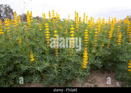 Jährliche gelbe Lupine, Europäische gelbe Lupine, gelbe Lupine, Branchentelefonbuch Lupine, Lupinus Lutea, Lupinus Luteus, Lupin jaune Stockfoto