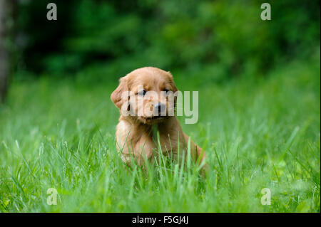 Golden Retriever Welpe, vier Wochen alt, Duncan, British Columbia, Kanada Stockfoto