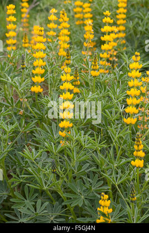 Jährliche gelbe Lupine, Europäische gelbe Lupine, gelbe Lupine, Branchentelefonbuch Lupine, Lupinus Lutea, Lupinus Luteus, Lupin jaune Stockfoto