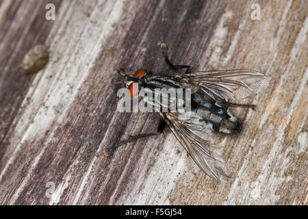 Fliegen, Fleshfly, Fleisch-Fly, Fleischfliege, Fleisch-Fliege, Sarcophaga Carnaria, Sarcophagidae, Fleischfliegen, Fleshflies vgl. Stockfoto