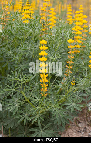 Jährliche gelbe Lupine, Europäische gelbe Lupine, gelbe Lupine, Branchentelefonbuch Lupine, Lupinus Lutea, Lupinus Luteus, Lupin jaune Stockfoto