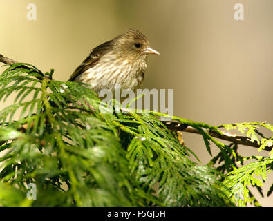 Pine Siskin (Carduelis pinus) in einer Tanne thront, Gabriola, British Columbia, Kanada Stockfoto
