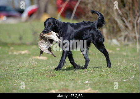 Flat – Coated Retriever mit Ente auf einem schießen Britisch-Kolumbien, Kanada Stockfoto