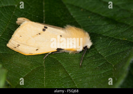 Buff Ermine Motte, Fleckleib-Bär, Gelber Fleckleibbär, Branchentelefonbuch Tigermotte, Spilarctia Lutea, Spilosoma Lutea, Spilosoma luteum Stockfoto