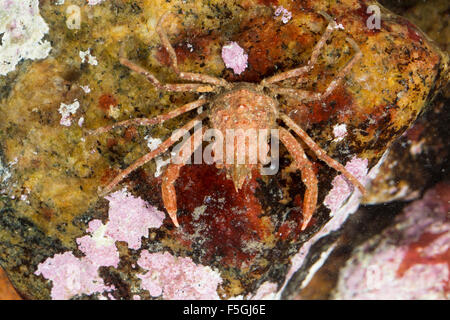 Beauftragt, Krabbe, arktischen Leier Krabbe, Seespinnen, Geigenkastenseespinne, Geigenkasten-Seespinne, mutet Coarctatus, mutet Serratus Stockfoto