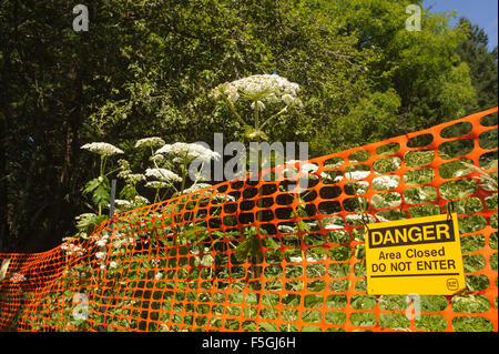 BC Parks Warnzeichen für Bärenklau (Heracleum Mantegazzianum), Gabriola, Britisch-Kolumbien, Kanada. Bärenklau ist giftig Stockfoto