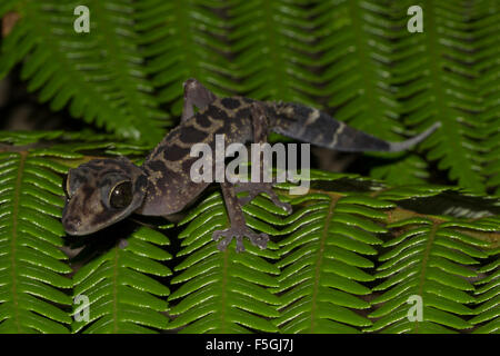 Anmutige Madagaskar Boden Geckoo (Paroedura Gracilis) auf Farn, Marojejy Nationalparks Regenwald, Nordosten Madagaskars Stockfoto
