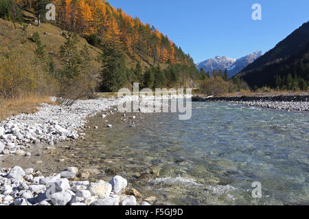 Fluss Rißbach mit europäischen Lärchen (Larix Decidua) im Herbst, Natur Park, Hinterriß-Eng, Karwendel, Tiorol, Oberbayern Stockfoto