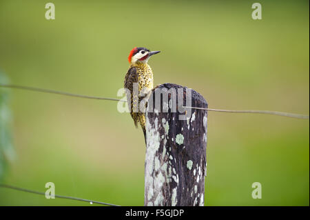 Grün - verjähren Specht (Colaptes melanochloros) auf einem zaunpfosten thront, Araras Ecolodge, Mato Grosso, Brasilien Stockfoto