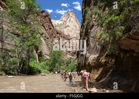 North Fork Virgin River, Wanderer im Fluss, The Narrows, senkrechte Felswände des Zion Canyon links und rechts, Zion Nationalpark Stockfoto