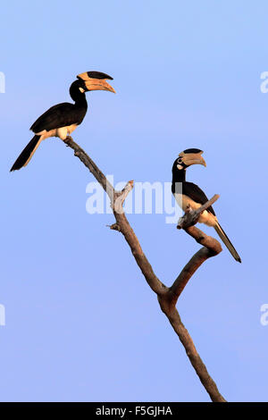 Malabar pied Hornbill (Anthracoceros Coronatus), paar auf der Suche, Yala-Nationalpark, Sri Lanka Stockfoto