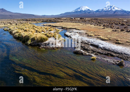 Fluss und Wasserpflanzen vor schneebedeckten Vulkane Parinacota, pomerape und Sajama Nationalpark Stockfoto