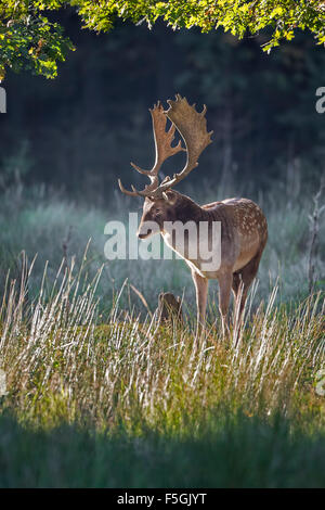 Damhirsch (Dama Dama), Hirsch in Herbst, Schaufler, Sachsen, Deutschland Stockfoto