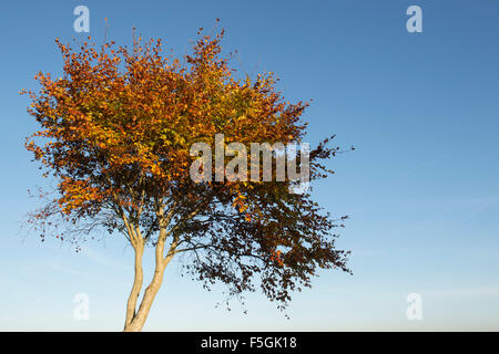 Fagus Sylvatica. Junge Buche mit Herbstlaub vor blauem Himmel. UK Stockfoto