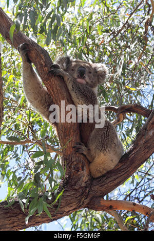 Koala (Phascolarctos Cinereus) sitzt auf einem Eukalyptusbaum auf Raymond Island im Lake King, Victoria, Australien. Stockfoto