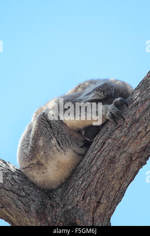 Koala (Phascolarctos Cinereus) schlafen auf einem Eukalyptusbaum auf Raymond Island im Lake King, Victoria, Australien. Stockfoto