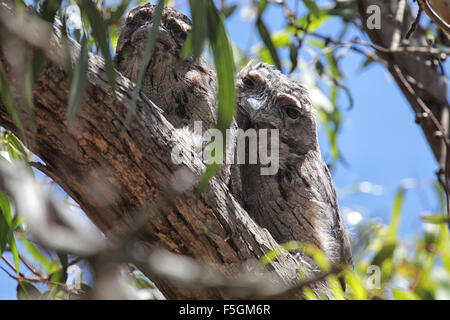 Zwei Tawny Frogmouths (ein Strigoides) gut getarnt, sitzt auf einem Ast auf Raymond Island im Lake King, Victoria, A Stockfoto