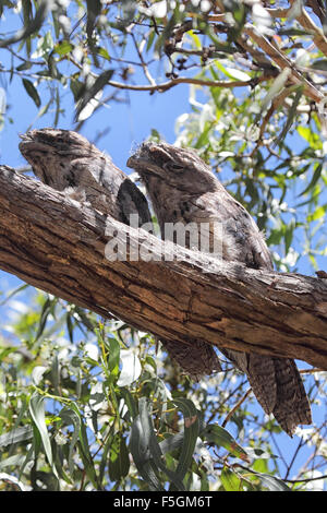 Zwei Tawny Frogmouths (ein Strigoides) gut getarnt, sitzt auf einem Ast auf Raymond Island im Lake King, Victoria, A Stockfoto