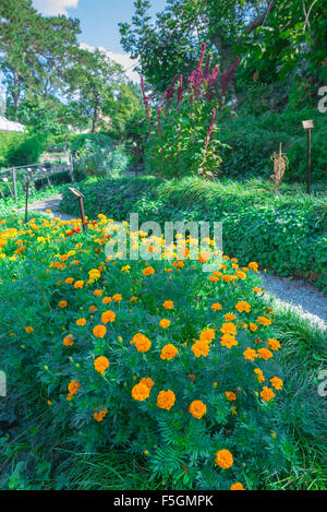 Ringelblumen, Blick auf ein Bett französischer Ringelblumen (tagetes patula „Heldenorange“) im Botanischen Garten von Triest, Italien. Stockfoto