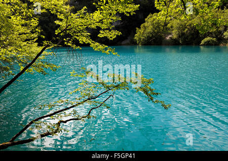 Grüne Blätter über dem türkisfarbenen Wasser in Nationalpark Plitvicer Seen, untere Seen Gruppe, Kroatien Stockfoto