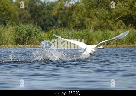 Loitz, Deutschland, fliegt ein Höckerschwan los Stockfoto