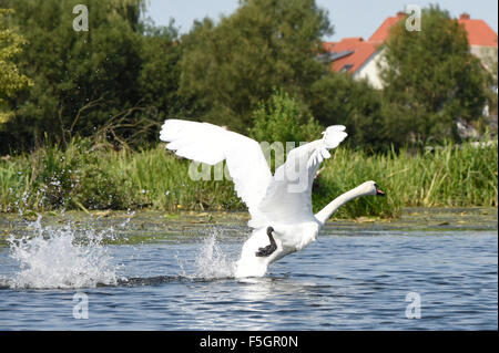 Loitz, Deutschland, fliegt ein Höckerschwan los Stockfoto