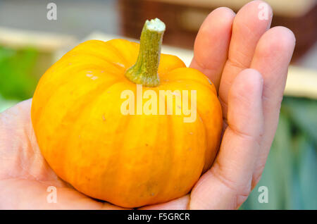 Niedliche kleine Kürbis halten in einem mans Hand Stockfoto