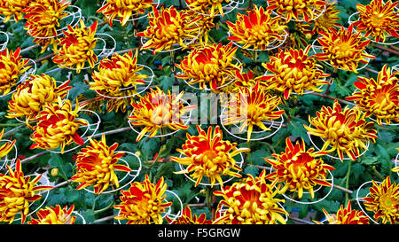 Blumenarrangement von Zeilen der einzelnen gelbe und rote Chrysantheme Blumen Kollektion Stockfoto