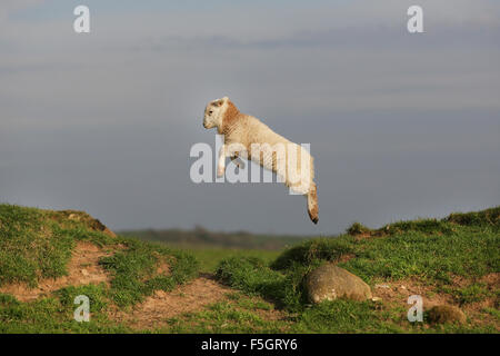 Aktion Farbe Profil Schuss ein Welsh Mountain Lamm springen mit über eine Lücke auf Ackerland bei Boduan, Stift Llyn, Gwynedd, Wales, UK. Stockfoto