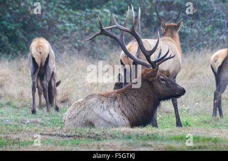 Roosevelt Elk Bull (Cervus Canadensis Roosevelti) mit Herde ruht auf einer Wiese des Prairie Creek Redwood State Park auf der n Stockfoto