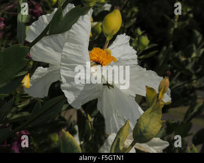 Die Blüte der eine Matilija Mohnblume (Romneya Coulteri) das Kunstzentrum Mendocino, Mendocino, Kalifornien Pazifikküste. Stockfoto