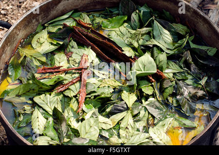 Ayahuasca und Chakruna Blätter gekocht vor der Zeremonie, Pucallpa, Peru Stockfoto