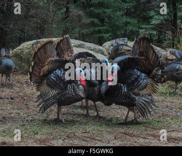 Männliche Wildtruthahn (Meleagris Gallopavo) Kehllappen engorged mit Blut, Weibchen während der Brutzeit zu gewinnen. Sierra Stockfoto