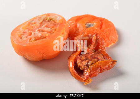 morsch, alten verfallenden Tomate Stockfoto